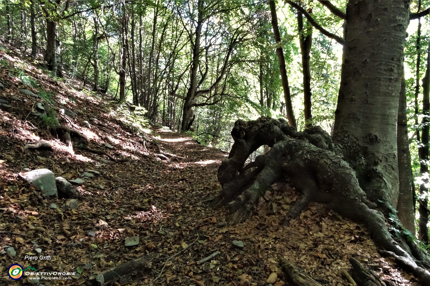 12 Bosco di prevalente faggeta.JPG